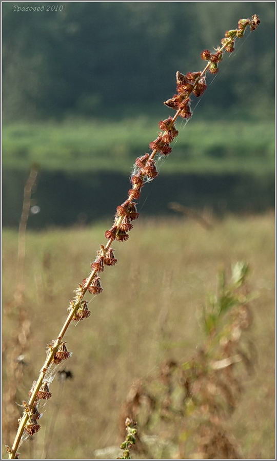 Image of Agrimonia eupatoria specimen.