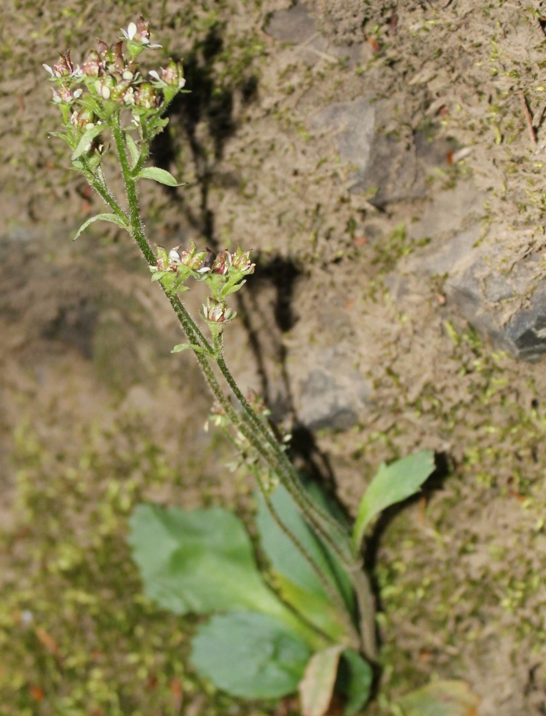 Image of Micranthes nivalis specimen.