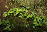 Galium paradoxum