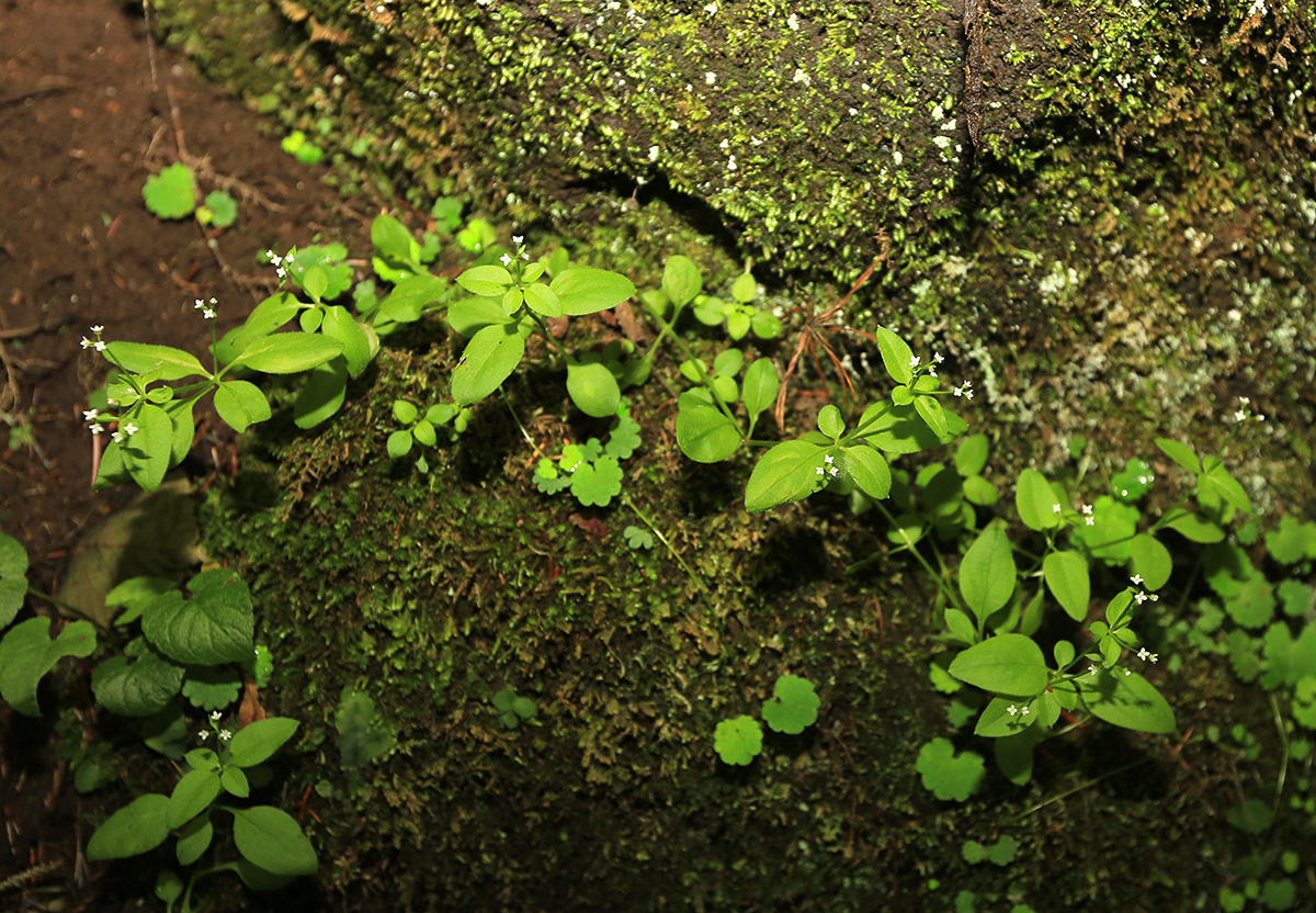 Изображение особи Galium paradoxum.