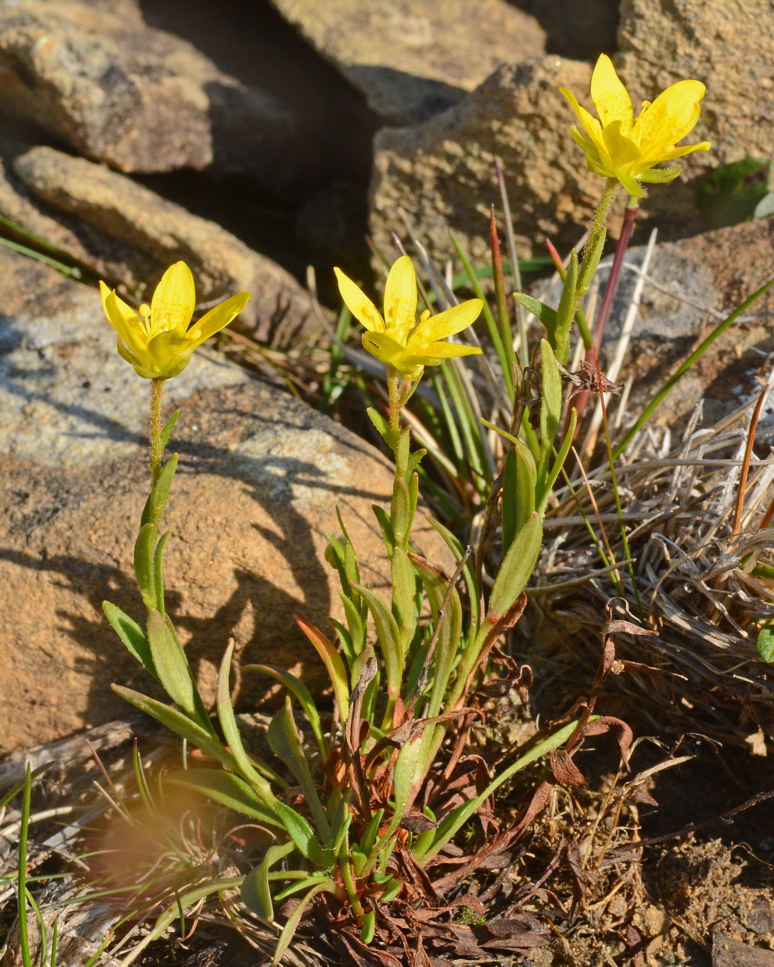 Изображение особи Saxifraga hirculus.