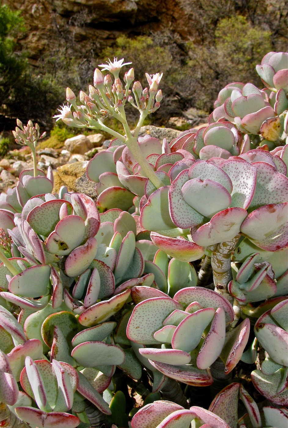 Image of Crassula arborescens specimen.