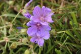 genus Geranium. Цветки. Республика Алтай, Ябоганский перевал, луг рядом с грунтовой дорогой. 27.07.2020.