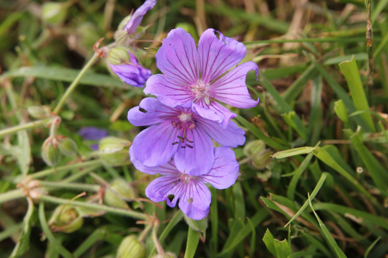 Изображение особи род Geranium.