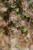 Calliandra eriophylla