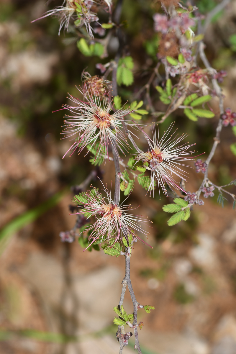 Изображение особи Calliandra eriophylla.