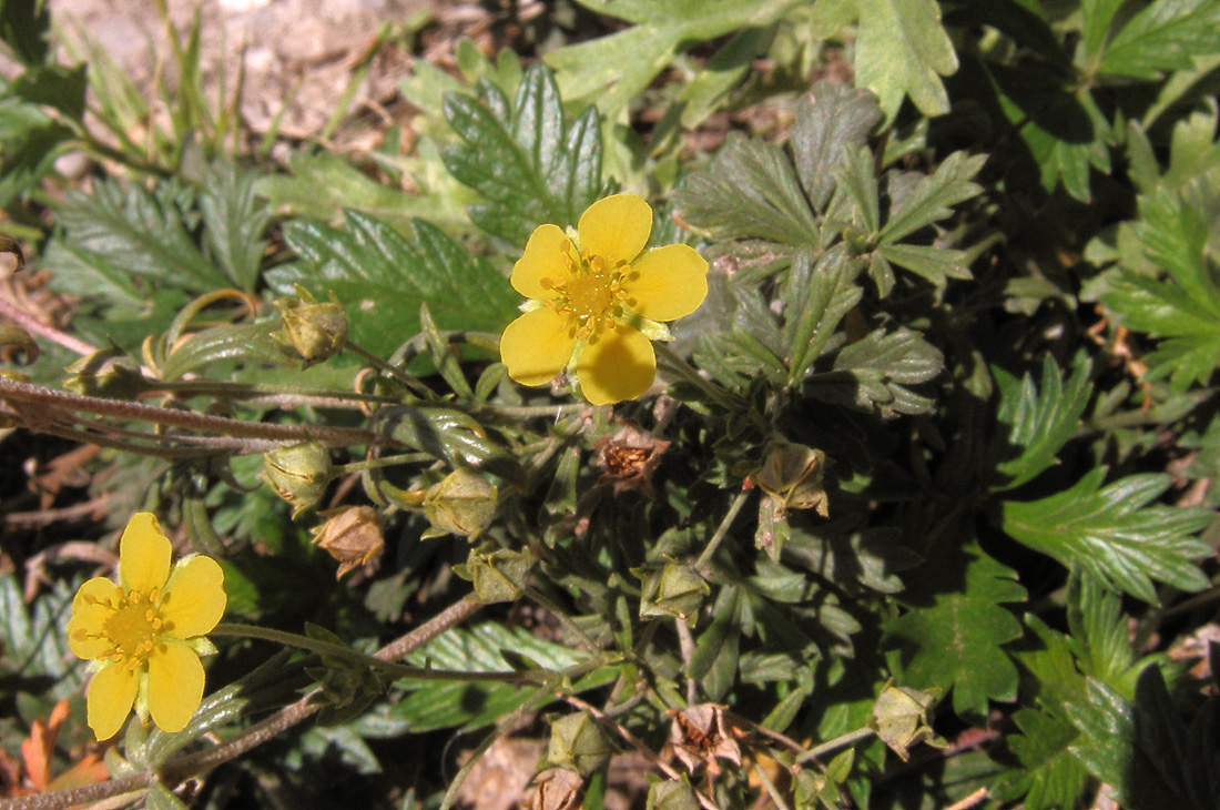 Image of Potentilla intermedia specimen.