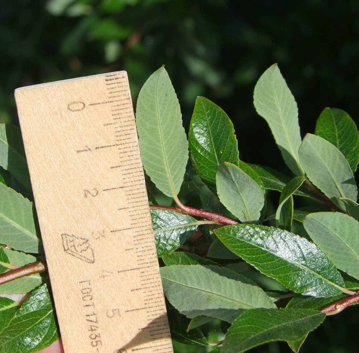 Image of Salix dshugdshurica specimen.