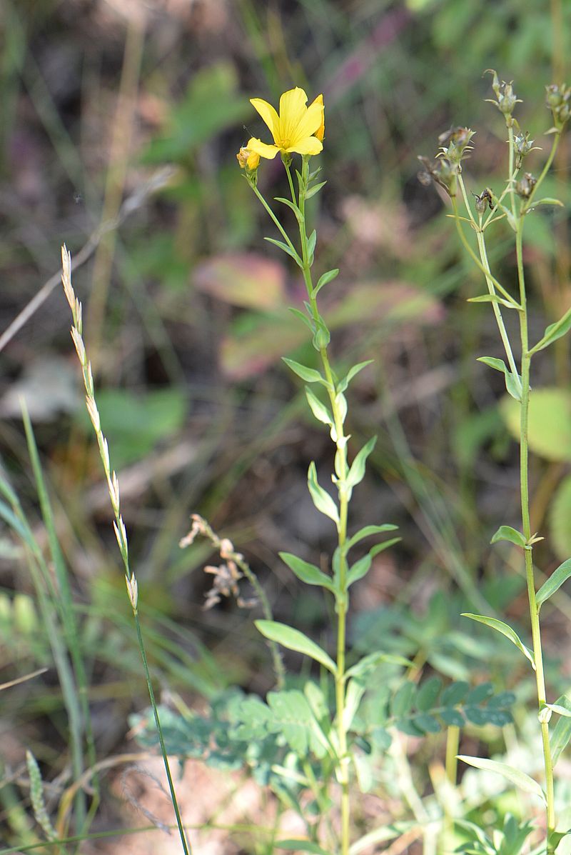 Изображение особи Linum flavum.