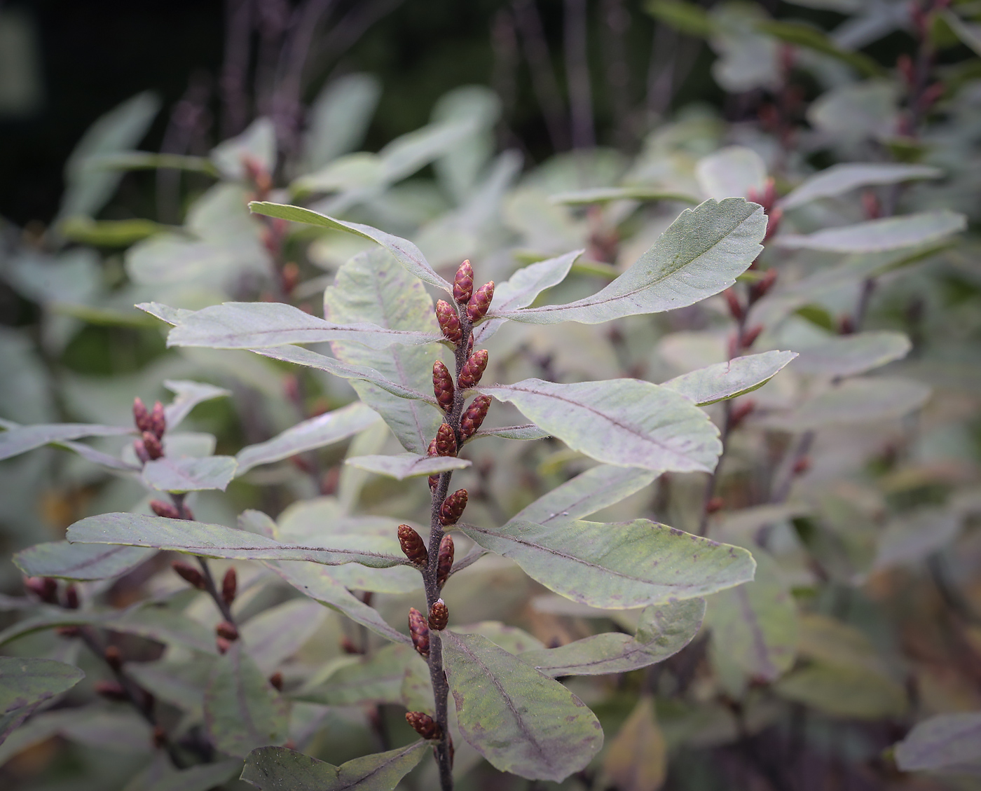 Image of Myrica tomentosa specimen.