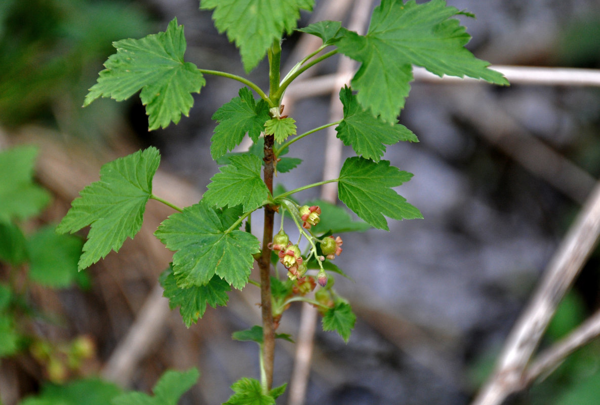 Image of Ribes nigrum specimen.