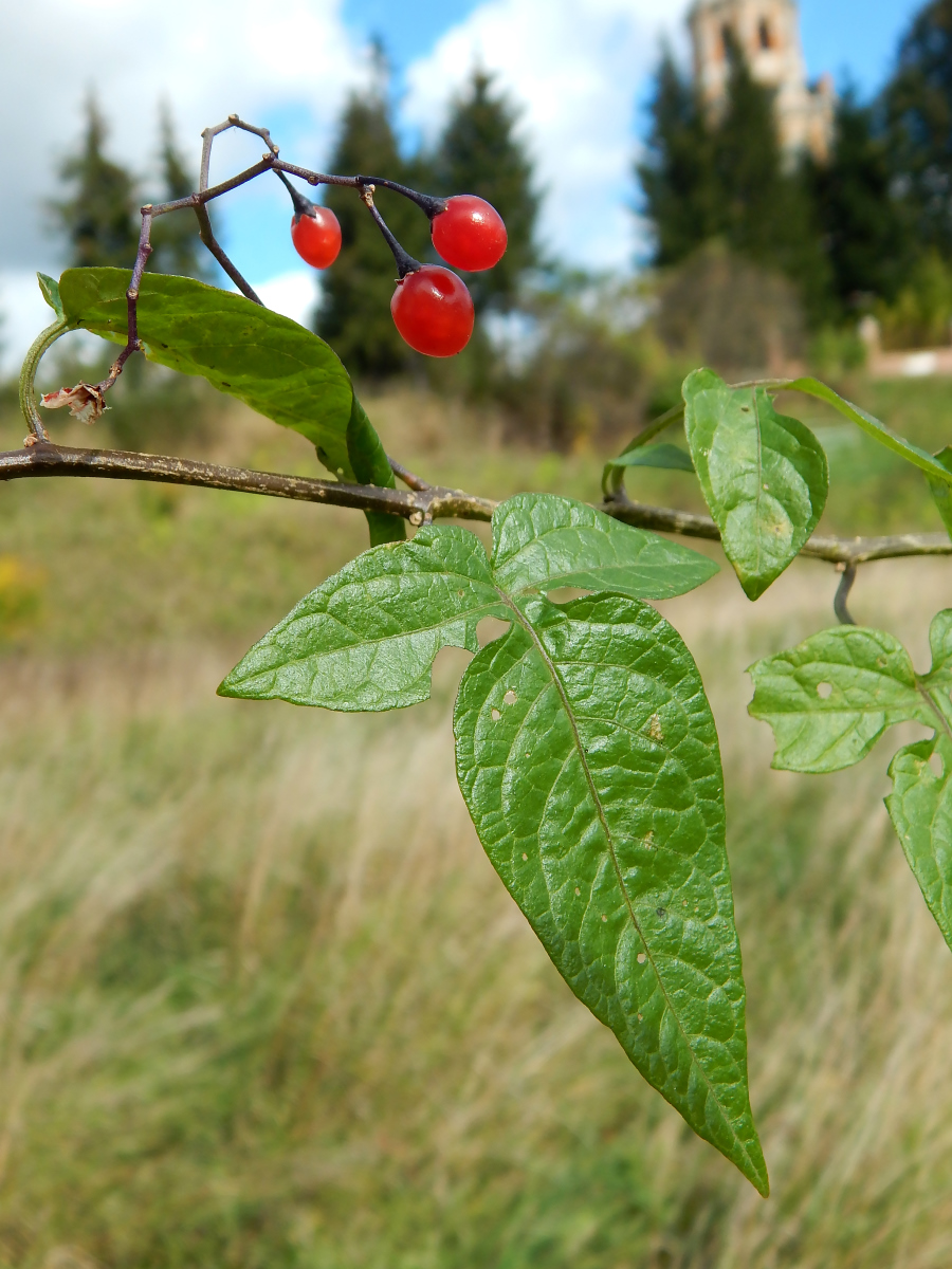 Изображение особи Solanum dulcamara.