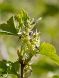 Ribes alpinum. Соцветия с сидящими двукрылыми насекомыми. Ленинградская обл., Кингисеппский р-н, окр. дер. Урмизно, побережье Финского залива, каменистый приморский луг с разреженным древостоем. 09.05.2020.