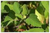 Xanthium