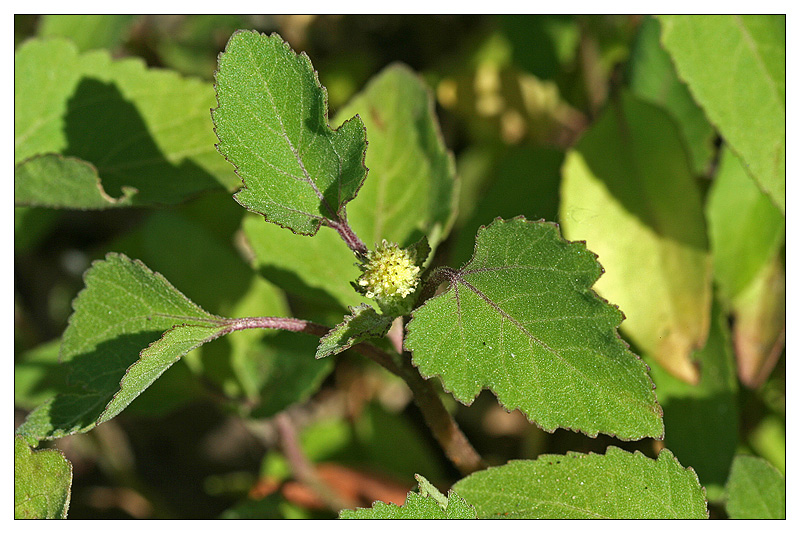 Image of genus Xanthium specimen.