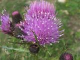 Cirsium elbrusense. Соцветие. Кабардино-Балкария, Эльбрусский р-н, окр. с. Нейтрино, ок. 1800 м н.у.м., каменистое пастбище. 05.07.2020.