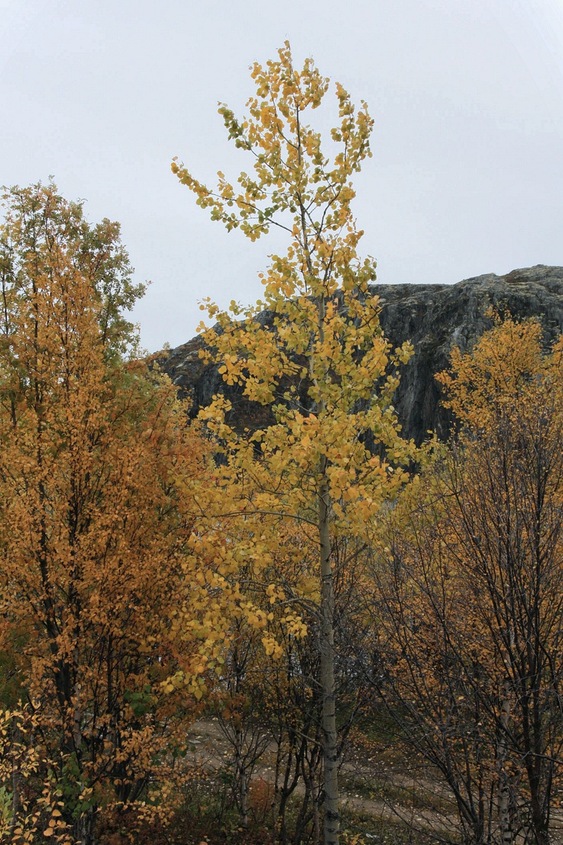 Image of Populus tremula specimen.