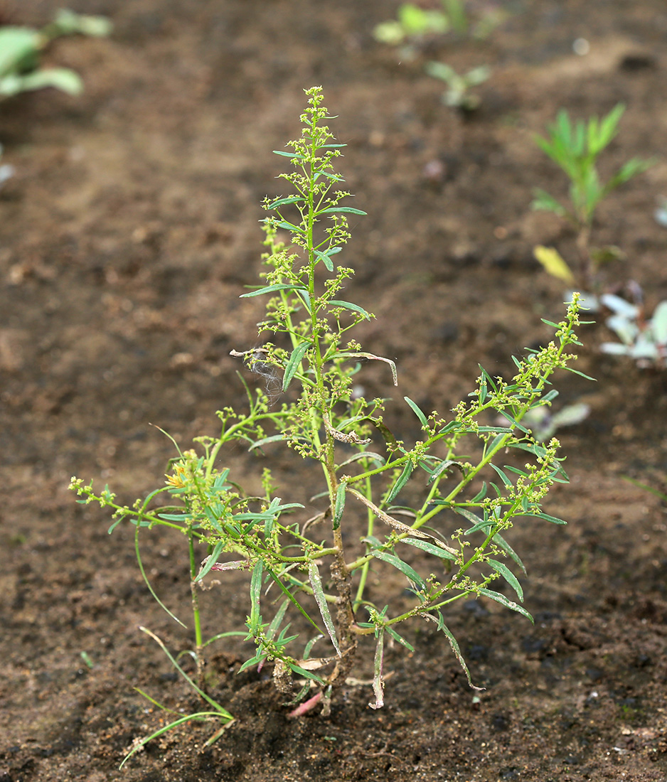 Изображение особи Teloxys aristata.