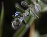 Rochelia disperma