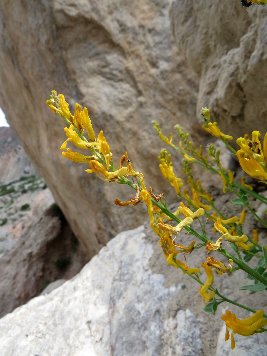 Изображение особи Corydalis zeravschanica.