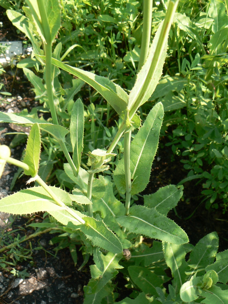 Image of Sonchus arvensis ssp. uliginosus specimen.