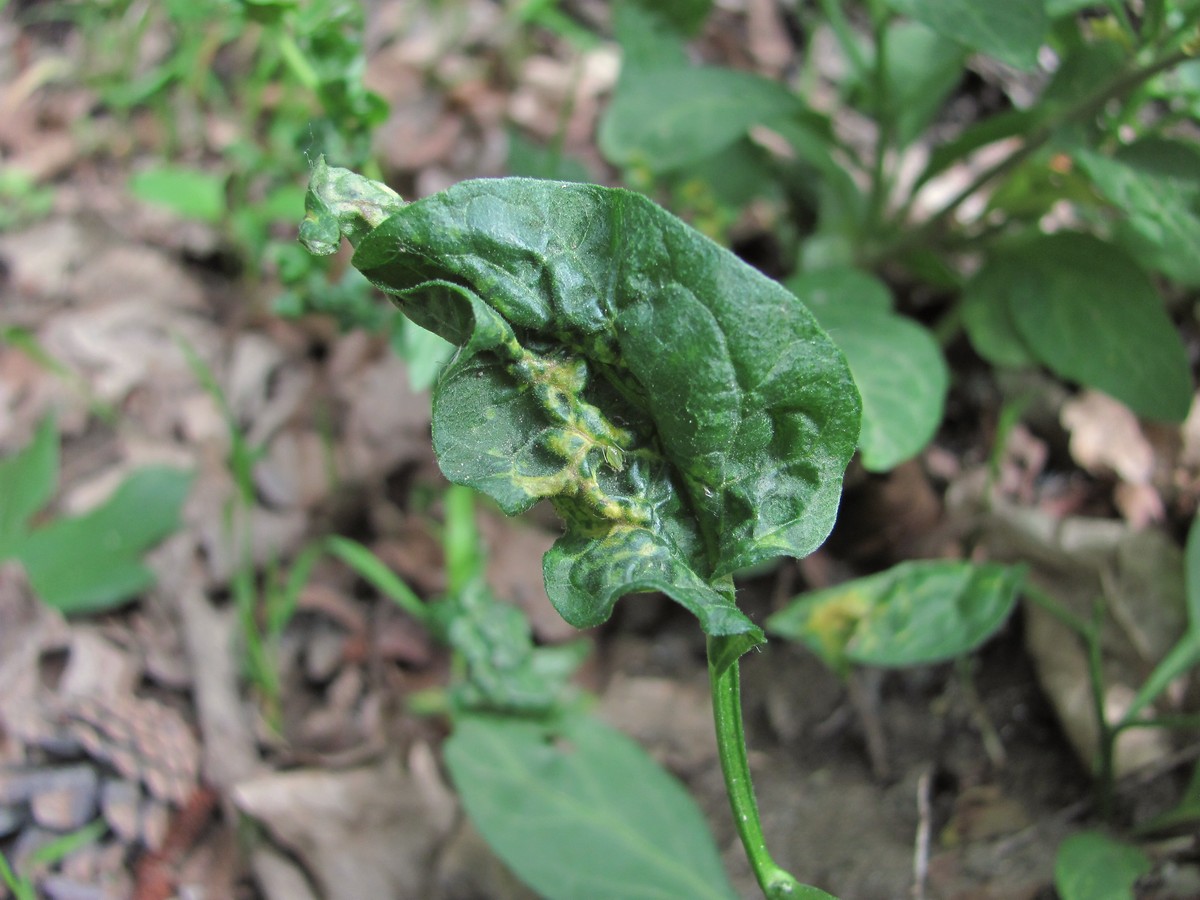 Изображение особи Solanum dulcamara.