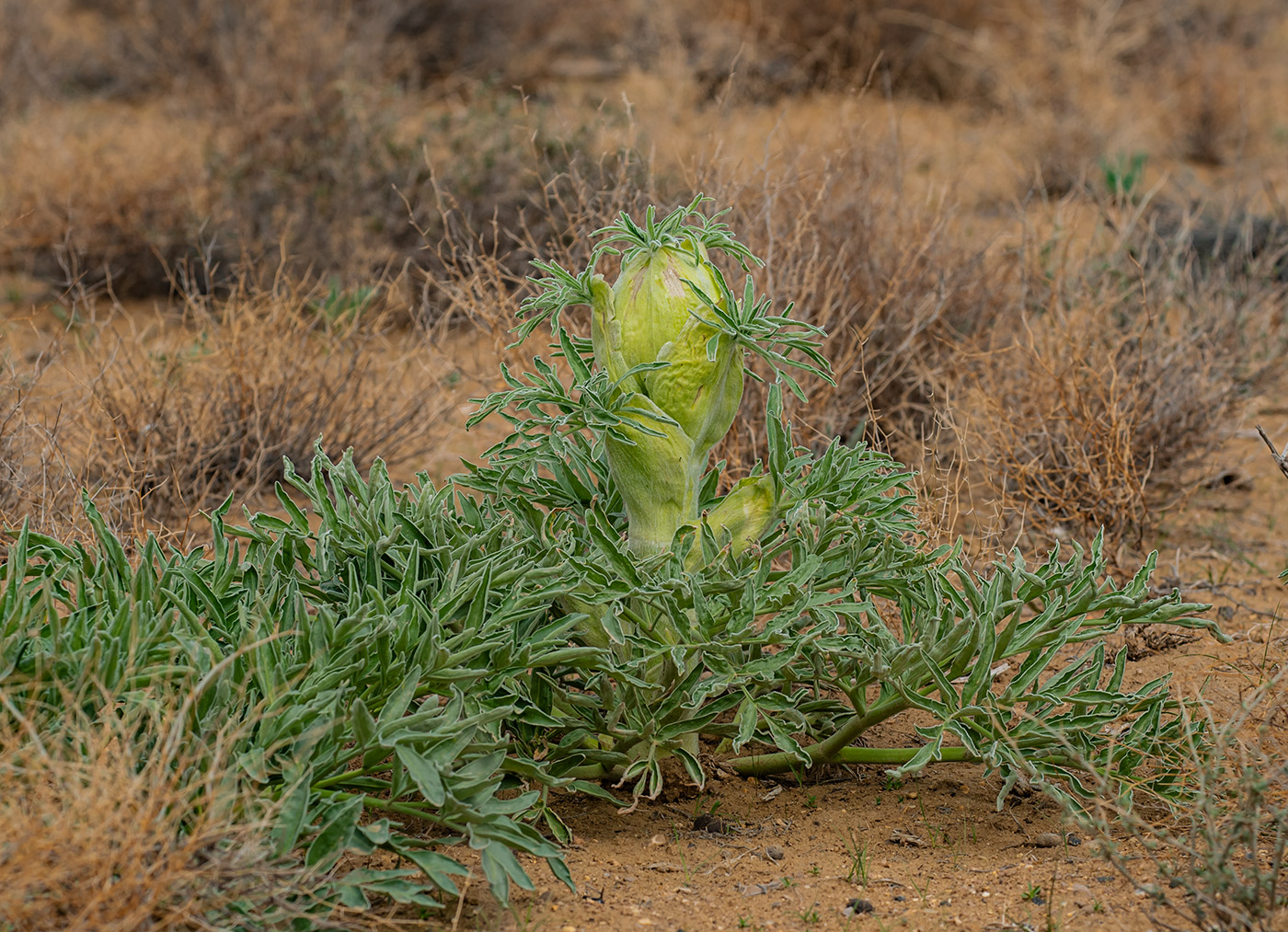 Изображение особи Ferula foetida.