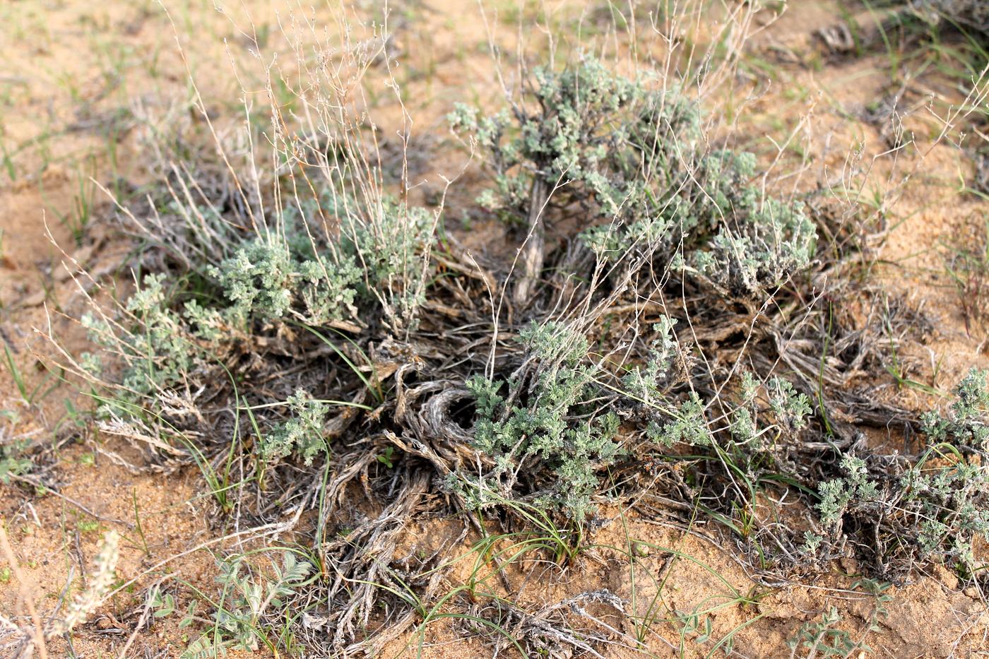 Image of Artemisia terrae-albae specimen.