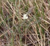 Lathyrus pannonicus. Верхушка цветущего растения. Алтайский край, окр. пос. Степное озеро, ковыльная степь, примыкающая к урочищу Ракиты. 07.05.2021.