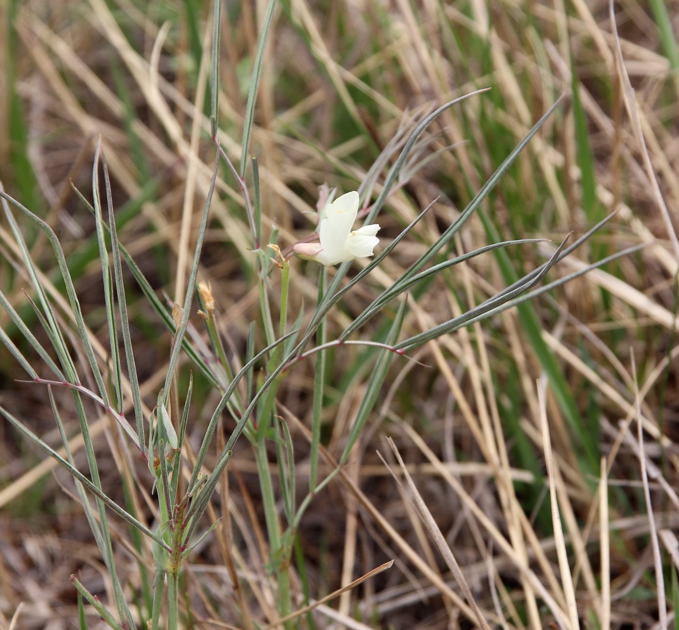 Изображение особи Lathyrus pannonicus.