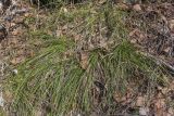 Carex macroura