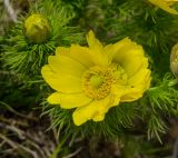 Adonis vernalis. Верхушки побегов - бутонизирующий и с аномальным цветком. Челябинская обл., Троицкий р-н, Кособродское сельское поселение, окр. с. Подгорное, долина р. Уй, степь. 2 мая 2021 г.