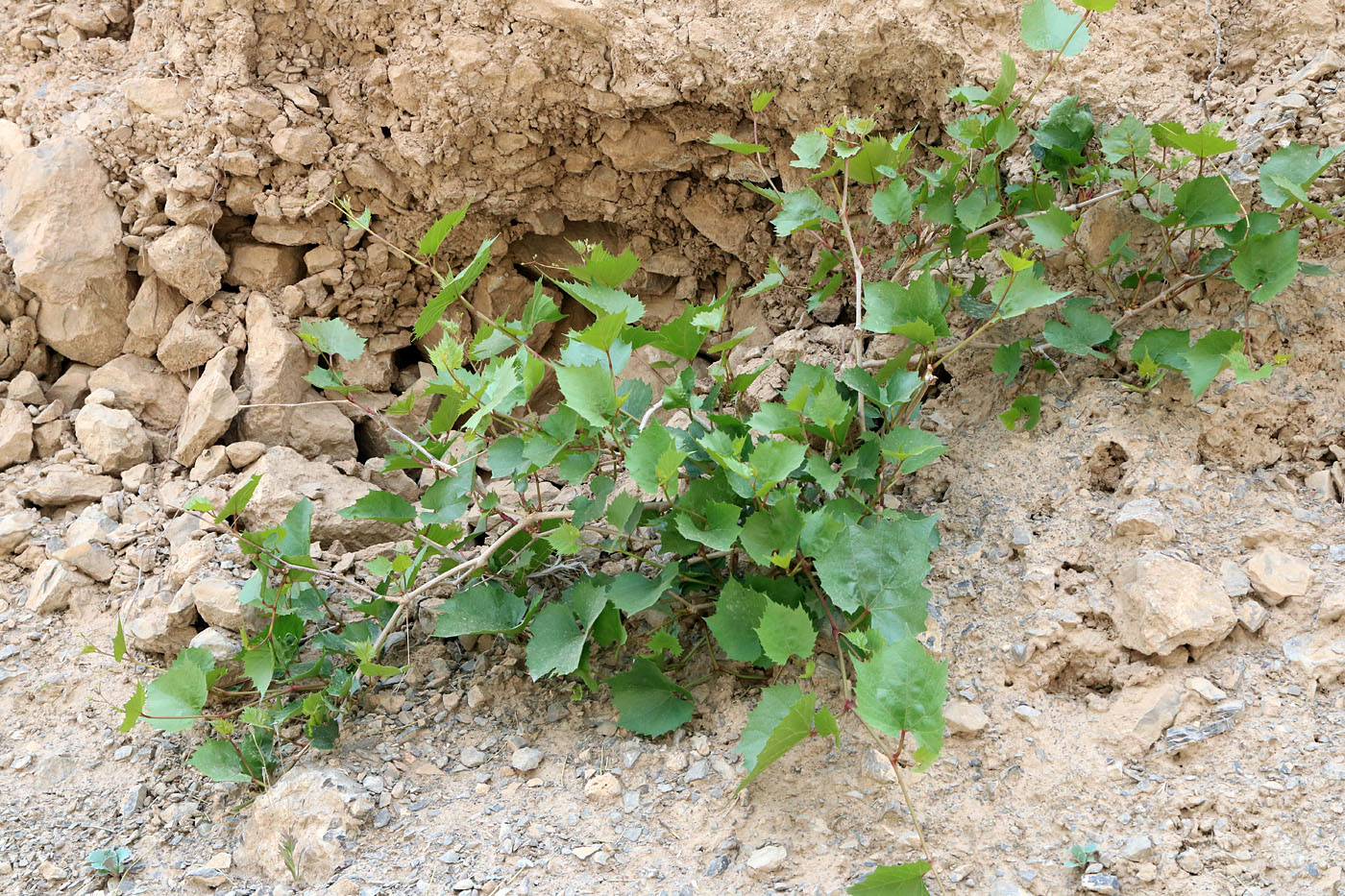 Image of Ampelopsis aegirophylla specimen.