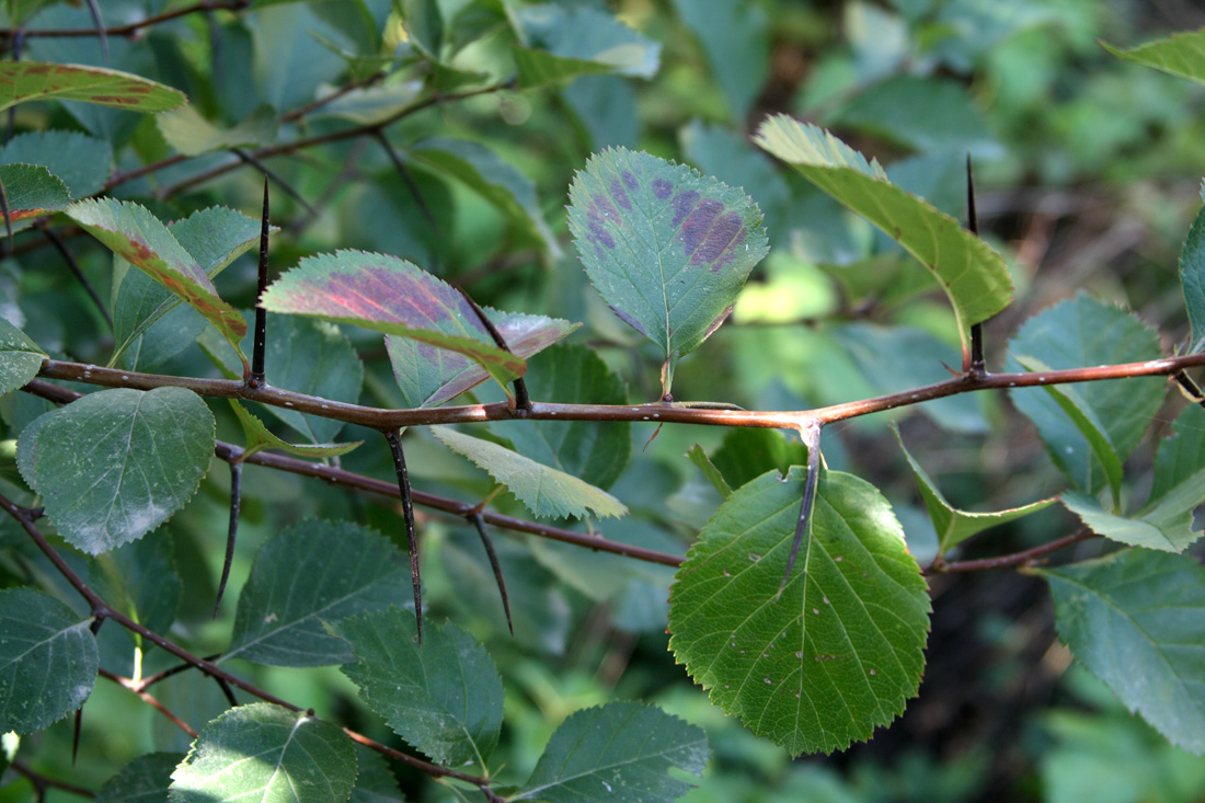 Изображение особи Crataegus macracantha.