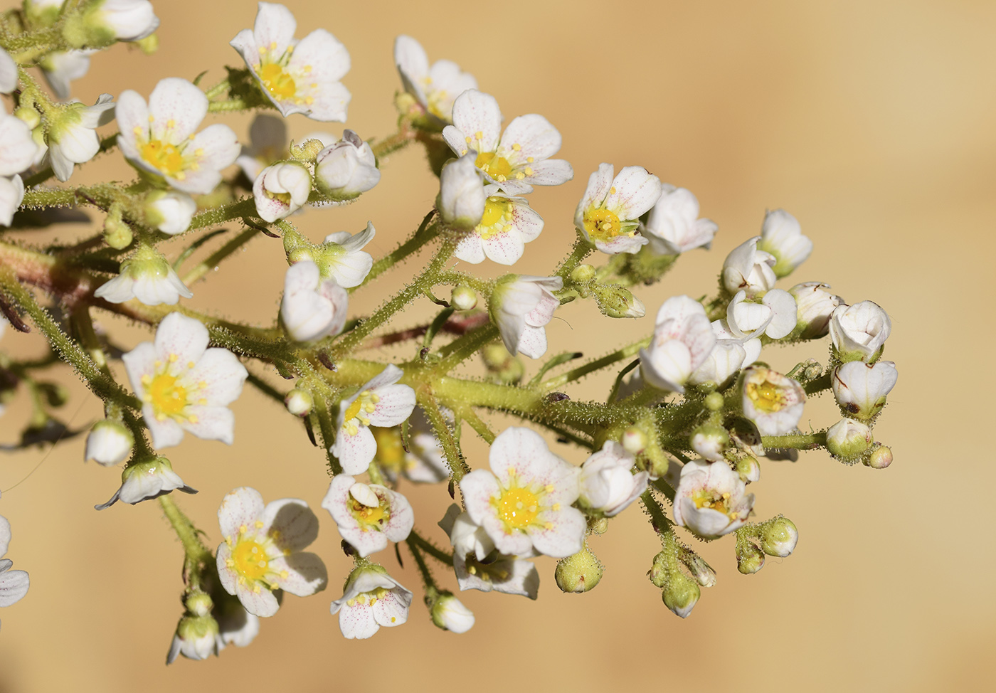 Image of Saxifraga longifolia specimen.