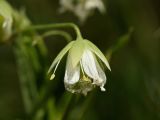 Stellaria holostea