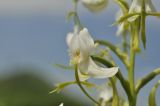 Habenaria linearifolia. Цветок. Приморье, Хасанский р-н, п-ов Краббе, приморский луг. 25.07.2021.