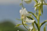 Habenaria linearifolia