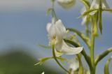 Habenaria linearifolia. Цветок. Приморье, Хасанский р-н, п-ов Краббе, приморский луг. 25.07.2021.