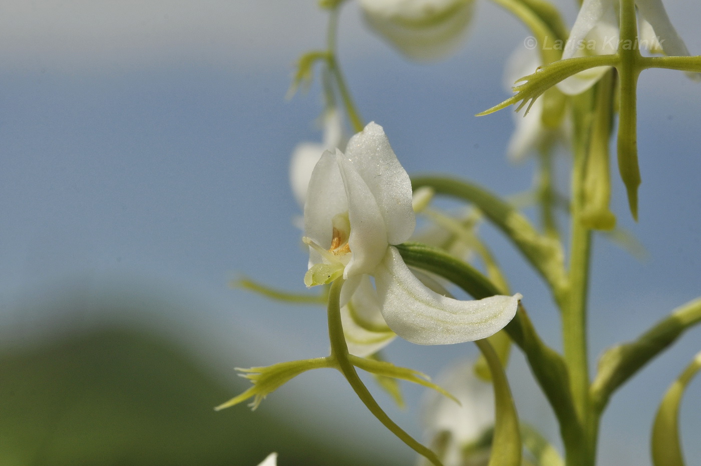 Image of Habenaria linearifolia specimen.