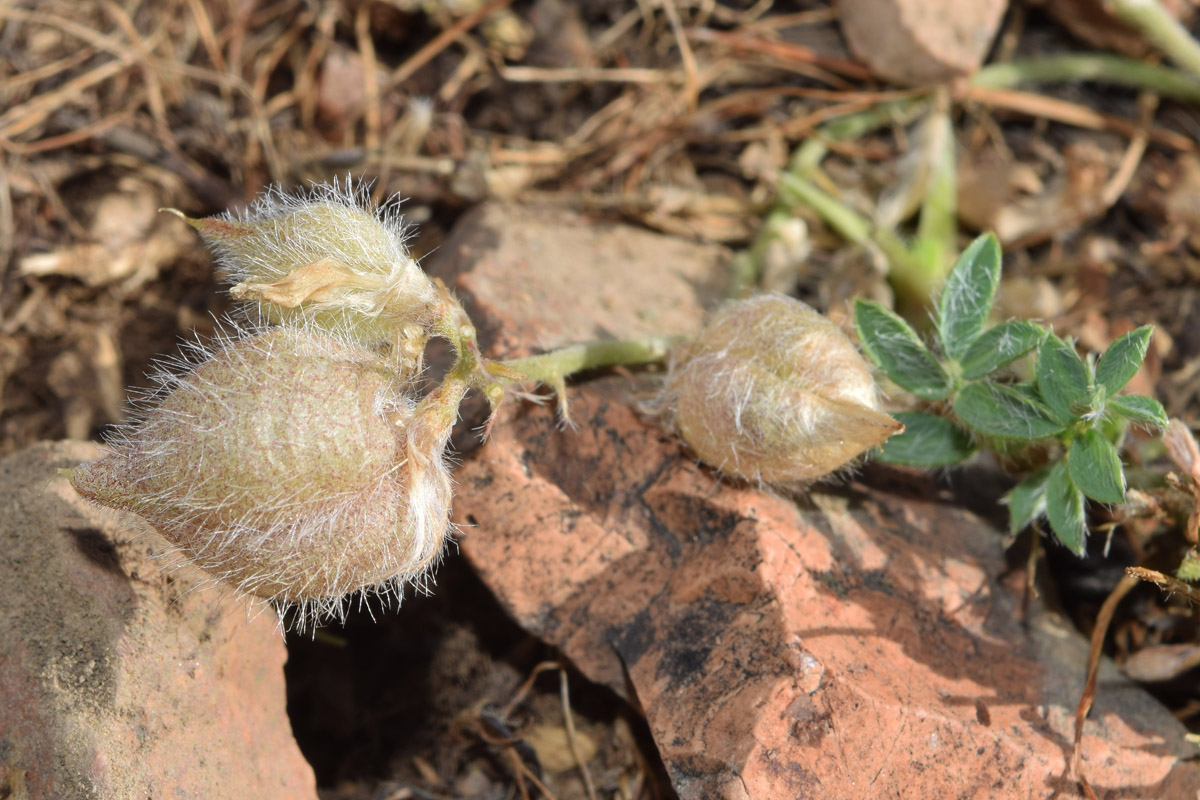 Image of Oxytropis submutica specimen.