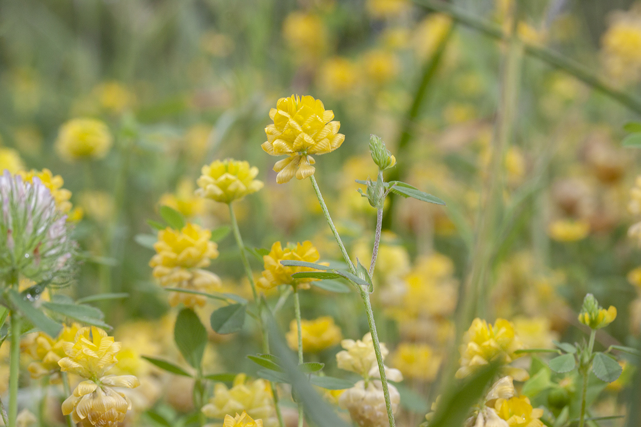 Изображение особи Trifolium campestre.