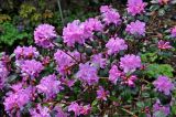 Rhododendron ledebourii. Верхушки ветвей цветущего кустарника. Москва, ботанический сад МГУ \"Аптекарский огород\", в культуре. 04.05.2021.