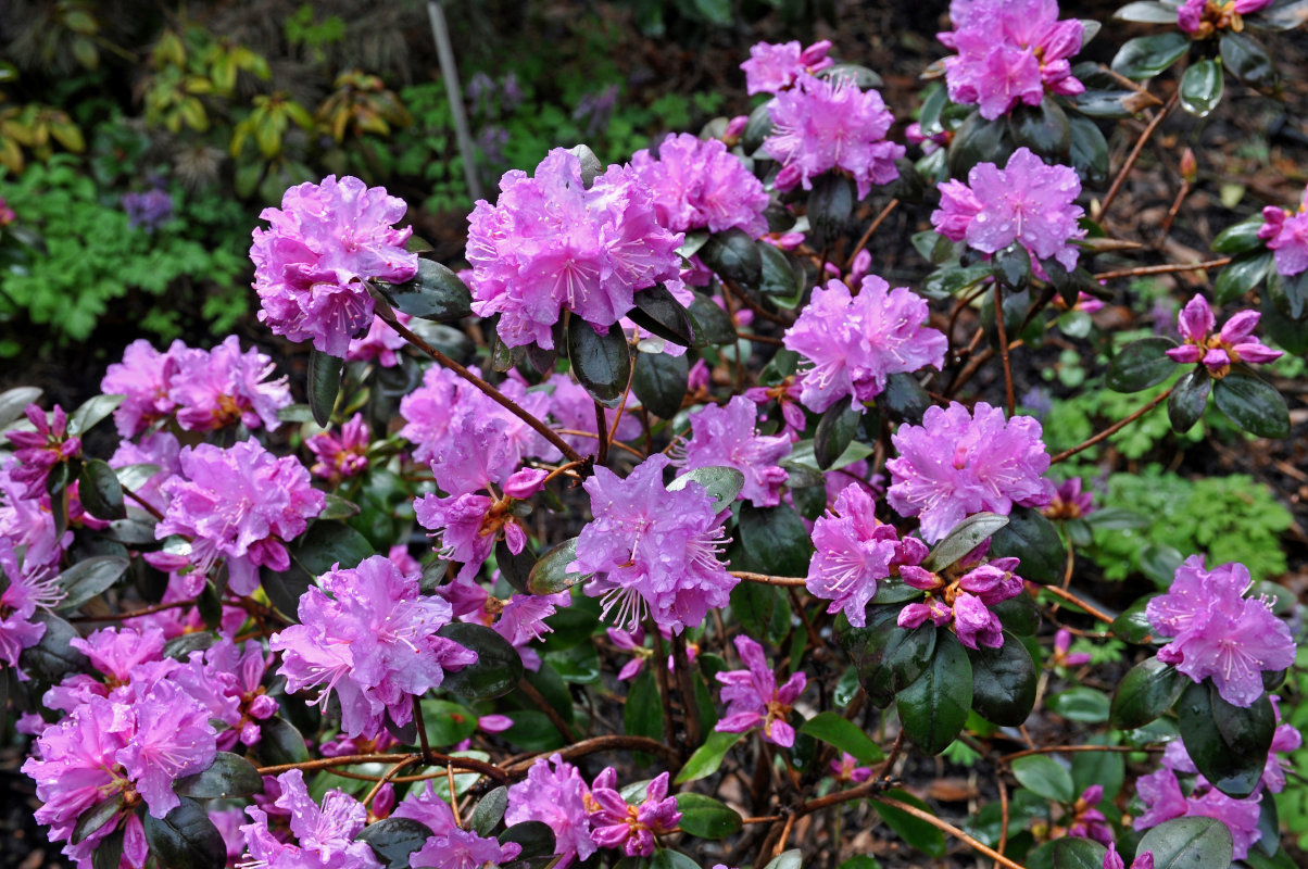 Image of Rhododendron ledebourii specimen.