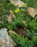 Bongardia chrysogonum. Цветущее и плодоносящее растение. Азербайджан, Гобустанский заповедник. 10.04.2010.