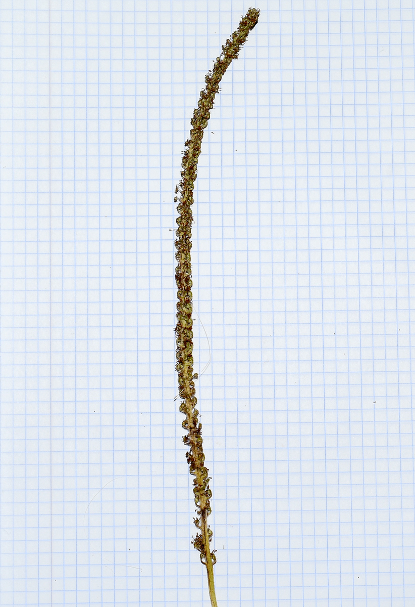 Image of Saururus cernuus specimen.