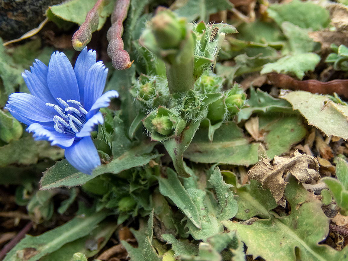 Image of genus Cichorium specimen.