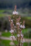 Asphodelus ramosus. Верхушка соцветия. Израиль, национальный парк \"Бейт Гуврин\", луг. 17.02.2020.