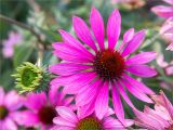 Echinacea purpurea. Цветущее и развивающееся (слева) соцветия. Ленинградская обл., г. Выборг, парк \"Монрепо\", цветник. 26.09.2020.