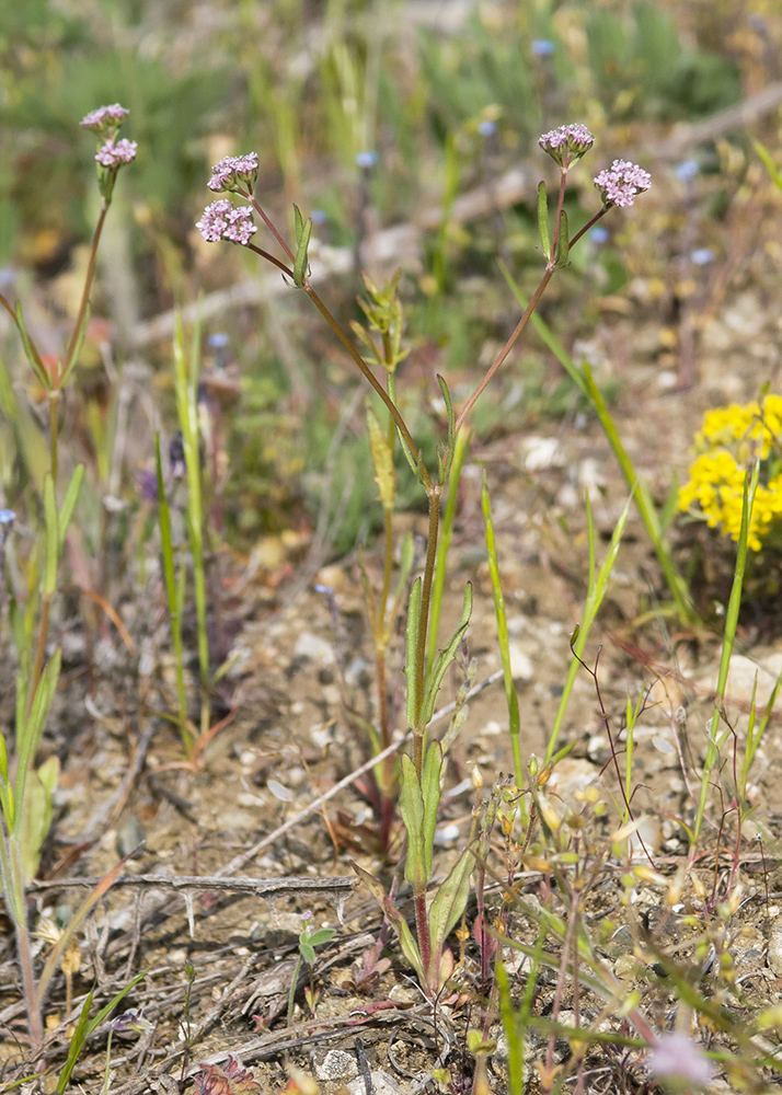 Image of genus Valerianella specimen.